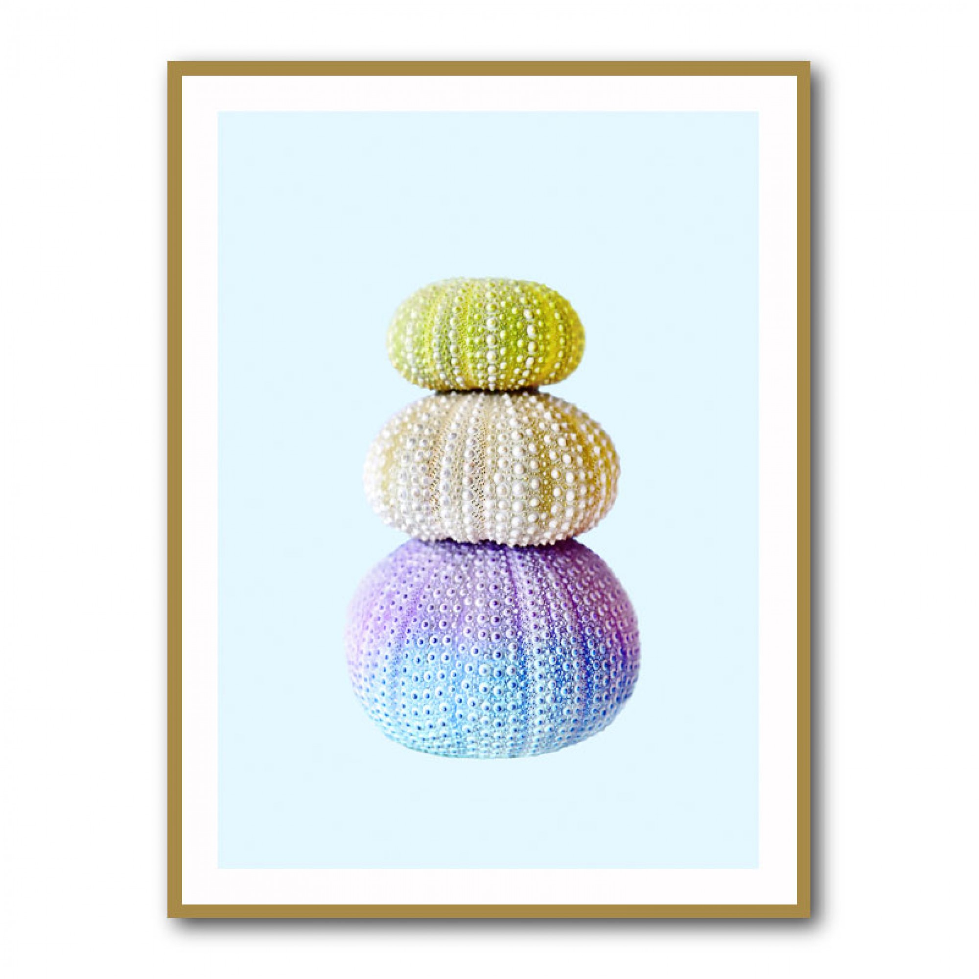 Sea Urchins Wall Art